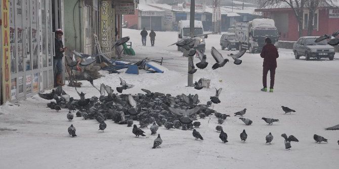 Her Sabah Kuşları Doyuruyorlar