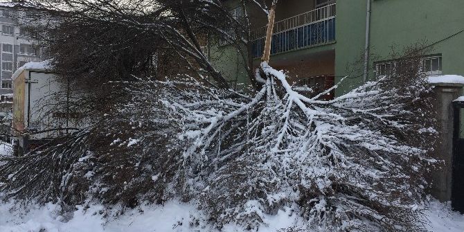 Kar Yağışı Ağaçların Kırılmasına Neden Oldu