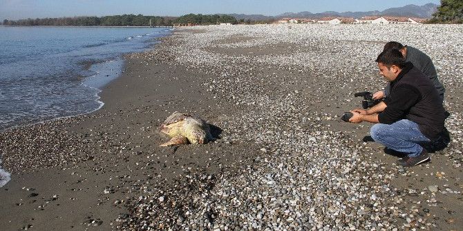Fethiye Sahiline Ölü Caretta Vurdu