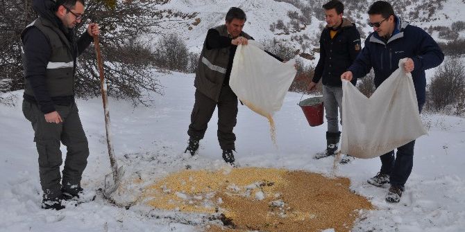 Yoğun Kar Yağışında Yaban Hayvanları Unutulmadı