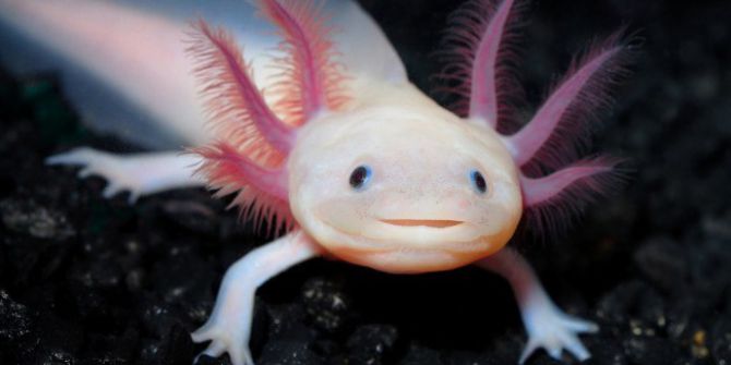 Meksikalı Yürüyen Balık Aksolotl Aqua Vega’da Ziyaretçilerini Bekliyor