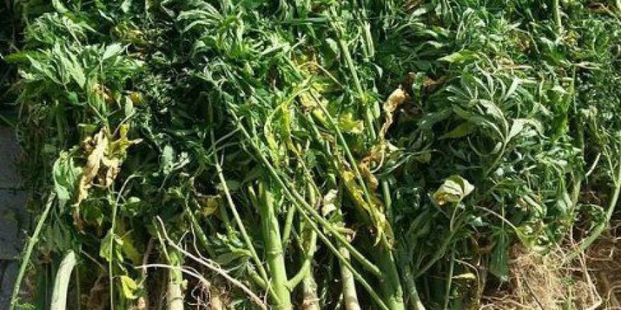 Malatya’da 59 Bin Kök Hint Keneviri Ele Geçirildi