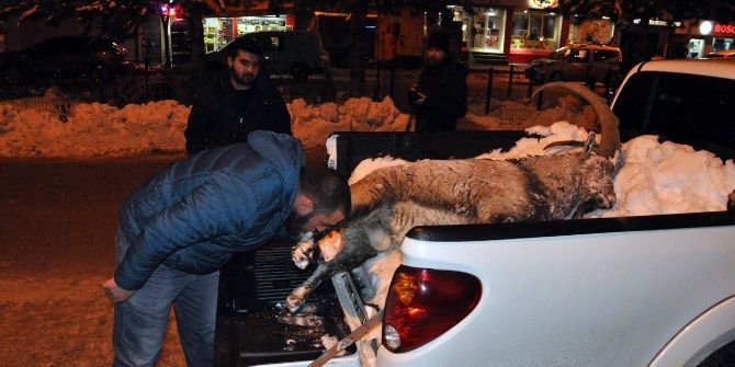 Pülümür Vadisi’nde Bir Dağ Keçisi Kaçak Avcıların Hedefi Oldu