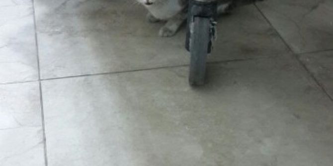 Soğukta Üşüyen Kedi Hastaneye Sığındı