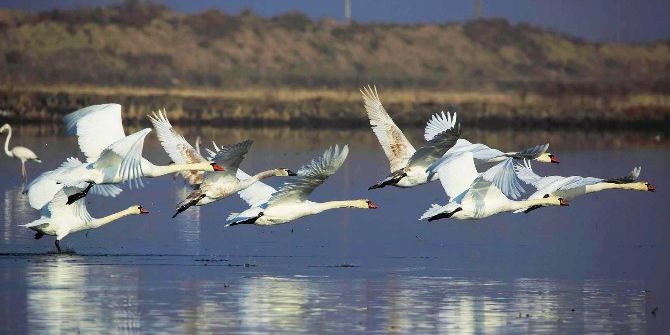 Gala Gölü’nde Kuş Gözlemcisi Ve Amatör Fotoğrafçılara Engel