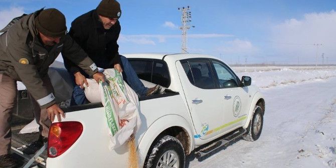 Karaman’da Yaban Hayvanlarına Yem Desteği