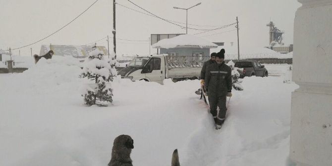 Muş Belediyesi Sokak Hayvanlarını Unutmadı