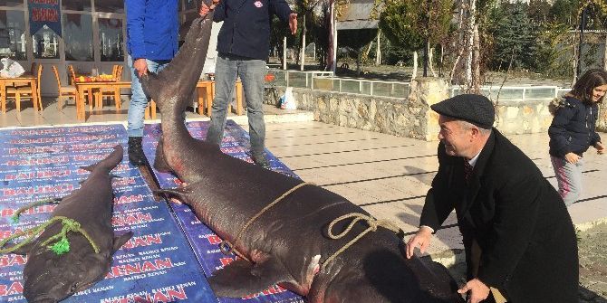 Ekmek Arası Köpekbalığı