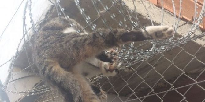 Dikenli Tellere Takılan Kedi, İtfaiye Tarafından Kurtarıldı