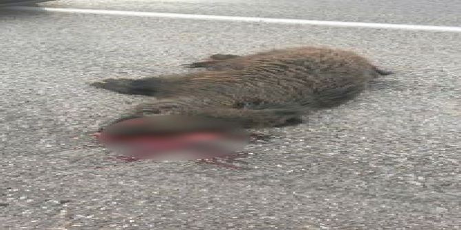 Otomobilin Önüne Fırlayan Yaban Domuzu Telef Oldu