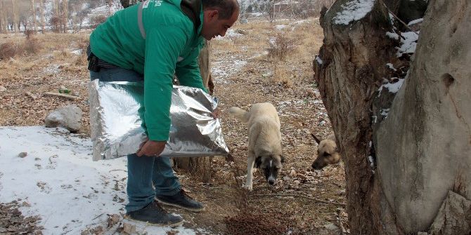 Çankaya Belediyesi’nden Sokak Hayvanlarına Kuru Mama