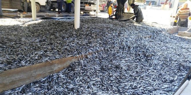 Limana 350 Ton Hamsi İle Geldiler