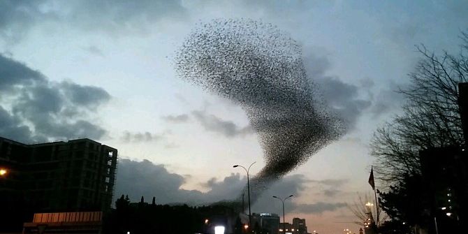 İstanbul Semalarında Sığırcık Şöleni