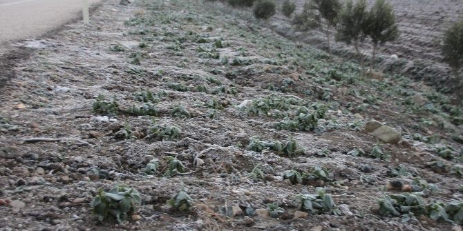 Don Tarım Alanlarını Vurdu