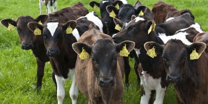 Damızlık Düve Yetiştiriciliğinin Desteklenmesi