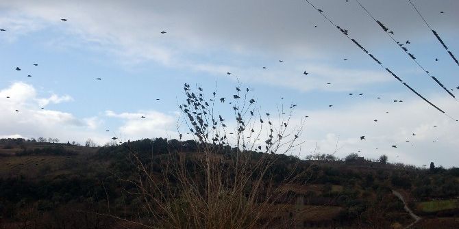 Sığırcıklar Meyve Bahçelerine Dadandı