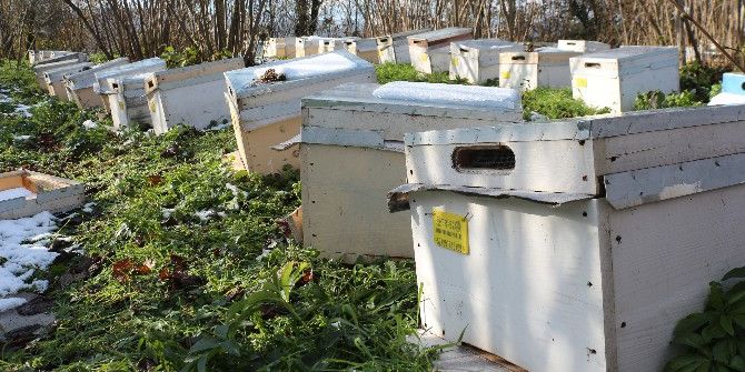 Konak: “Arı Kış Boyunca Strese Sokulmamalı”