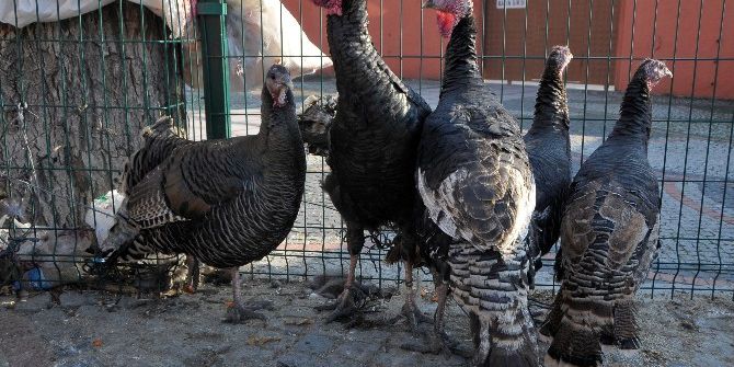 Hindi Fiyatları El Yakıyor