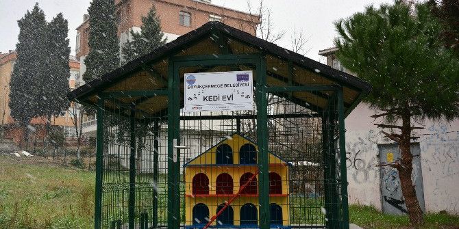 Büyükçekmece’de Sokak Hayvanları Koruma Altında