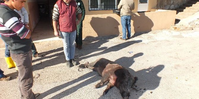 Marmaris’te Yaralı Domuz İğneyle Uyutuldu