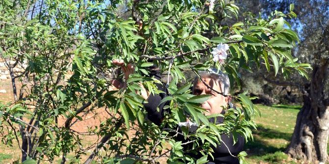 Datça’da Badem Ağaçları Çiçek Açtı