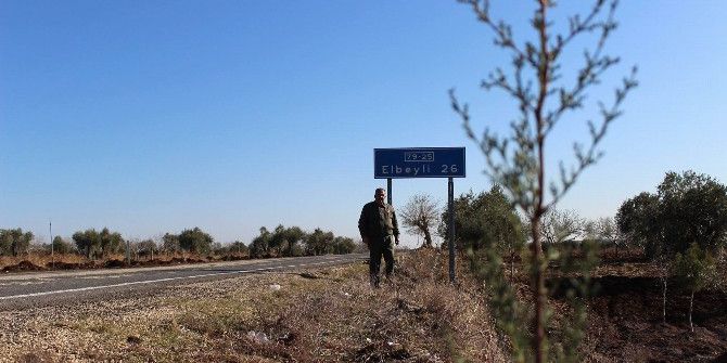 Kilis -Elbeyli Karayoluna 3 Bin Adet Ağaç Dikimi Başladı