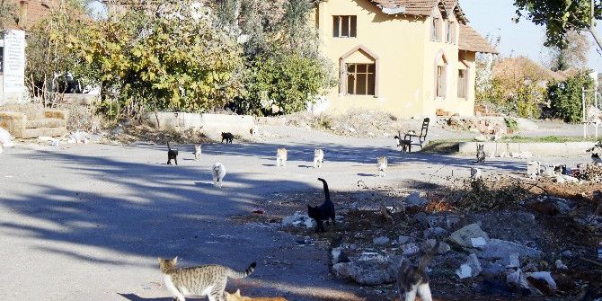 Kentsel Dönüşüm Kedilerinin Yaşam Mücadelesi