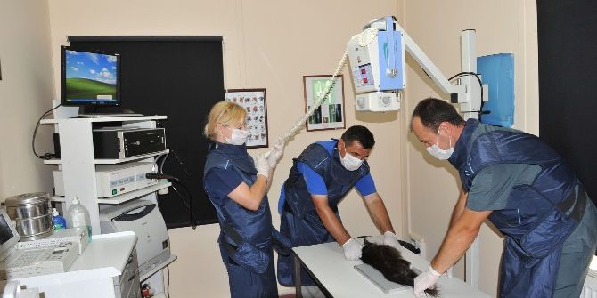 Osmangazi Binlerce Can Dostuna Kucak Açtı