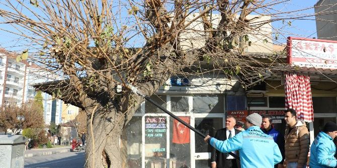 Saruhanlı’da Ağaçlara Kışlık Bakım