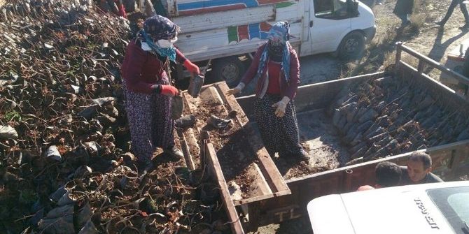 Kozluk’ta Çiftçilere 5 Bin 500 Adet Fıstık Fidesi Dağıtıldı