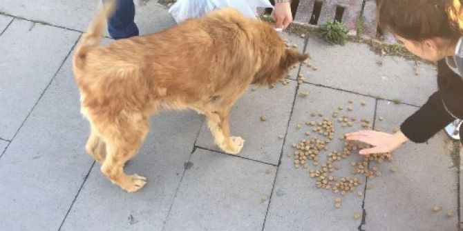 Üniversite Öğrencileri Sokak Hayvanlarına Yem Bıraktı