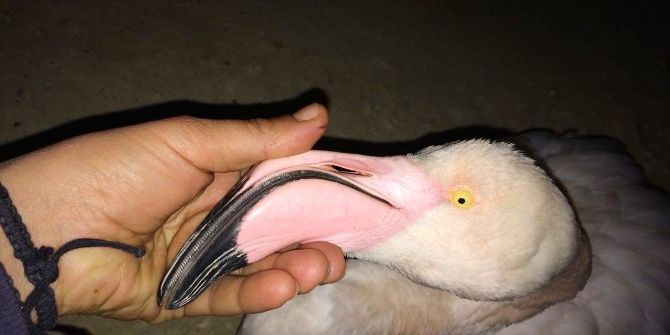 Denizli’de Bulunan Flamingo Tedavi Edildikten Sonra Doğaya Bırakıldı