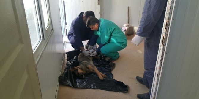 Dondurucu Soğuklar Hayvanları Olumsuz Etkiledi