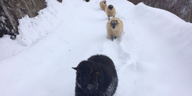 Koyunların Karda Zorlu Yolculuğu