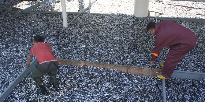 Kastamonu’da Bir Gecede 500 Ton Hamsi Avlandı