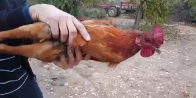 Şanlıurfa’da İlginç Horoz Deneyi