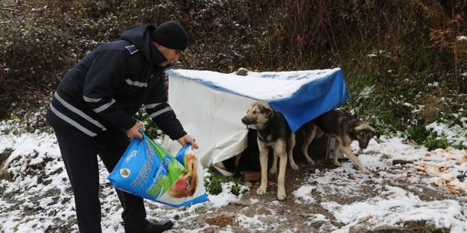 Sapanca Belediyesi, Sokak Hayvanlarını Unutmadı