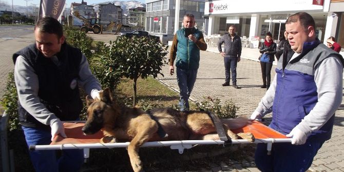 Ordu’da Sokak Hayvanları Koruma Altında