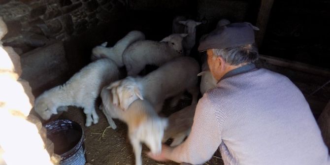 Karacasu’da Kuzu Ölümleri Üreticiyi Endişelendirdi