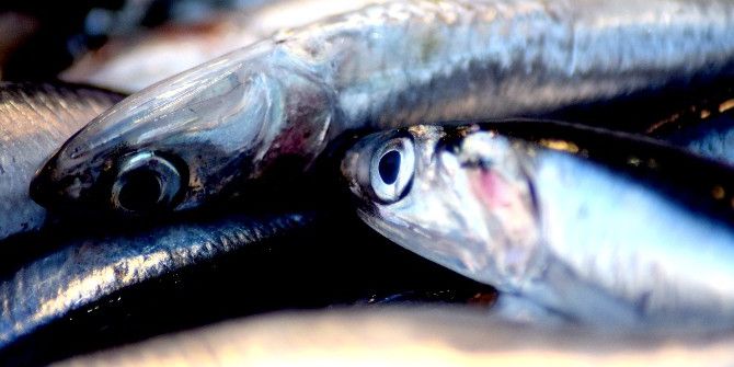 Karadenizli Balıkçılar En Az 2 Yıllık Av Yasağı İstiyor