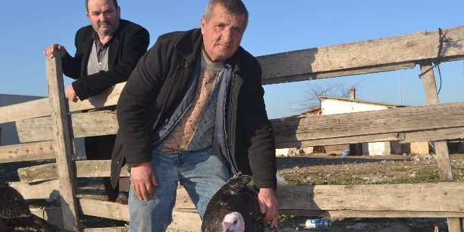 Organik Hindiler Görücüye Çıktı