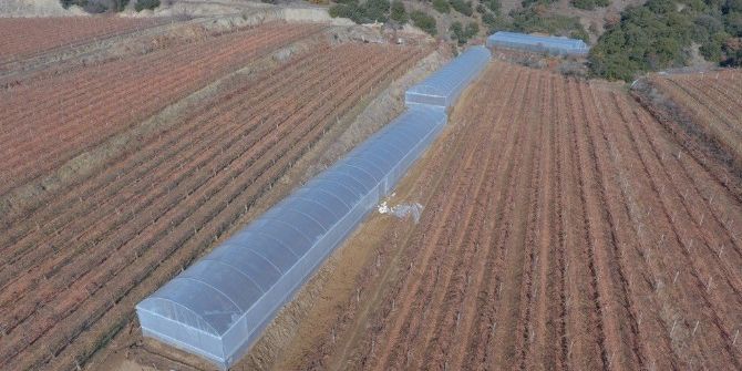 Büyükşehirin Desteklediği Seralarda Sebzeler Yetişiyor