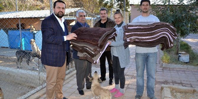 Kozan’da Sokak Hayvanları, Hastane Battaniyeleri İle Isınacak