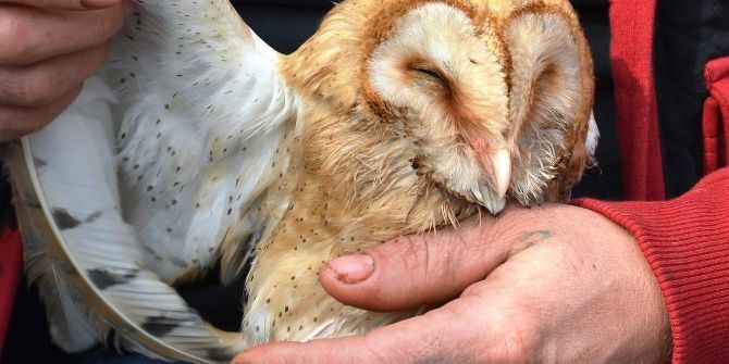 Yaralı Baykuşa Sahip Çıktı