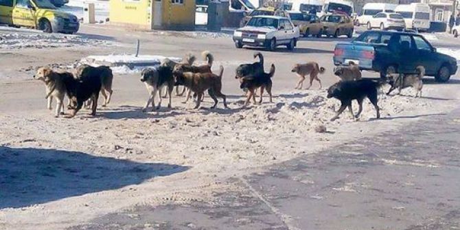Doğubayazıt’ta Sürü Halinde Gezen Köpekler Korkutuyor