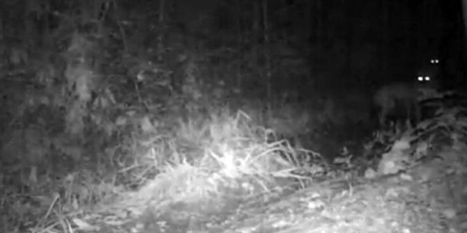 Kurtlar Fotokapana Yakalandı