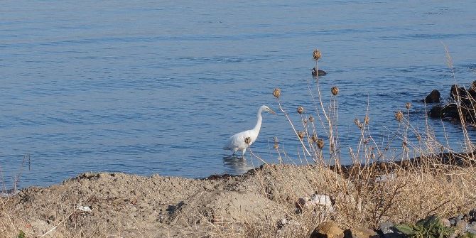 Beyaz Balıkçıl Kuşu Vatandaşların İlgi Odağı Oldu