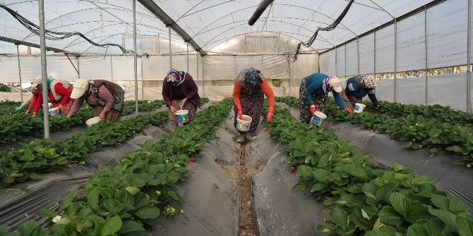 Silifke’de Kış Ortasında Çilek Hasadı