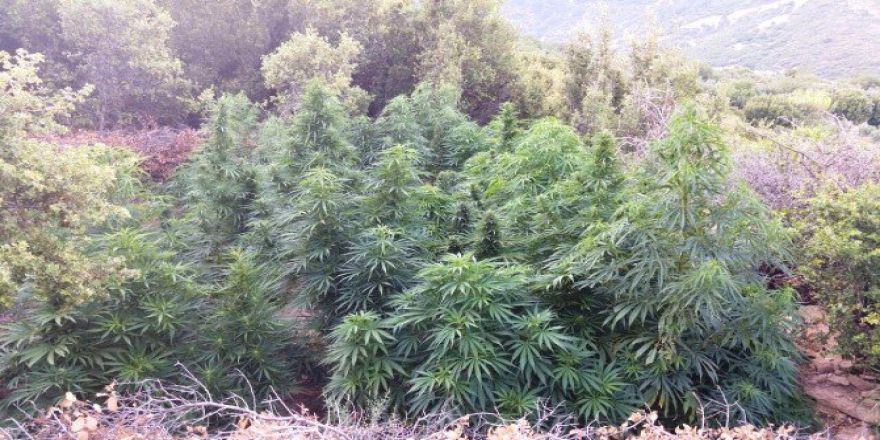 Bozdoğan’da Yasa Dışı Ekim Operasyonu