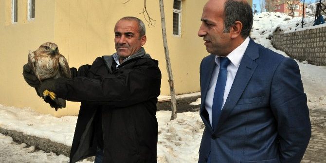 Şırnak’ta Yaralı Kızıl Şahin Bulundu